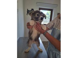 Camillo cucciolo