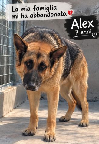ALEX PASTORE TEDESCO 7/8 ANNI - Foto 2