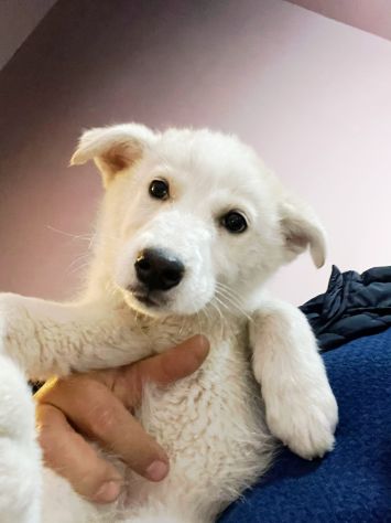 Regalo meravigliosi cuccioli incrocio husky - Foto 10