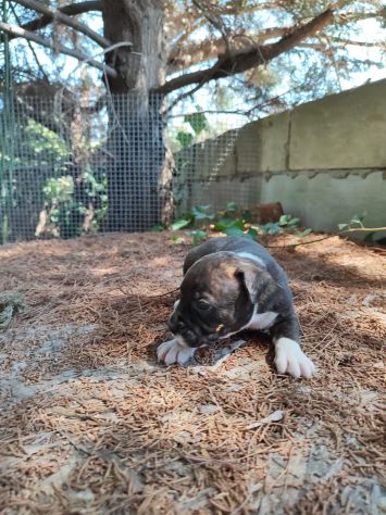 Cucciola Amstaff Tigrato Bianco con pedigree - Foto 5