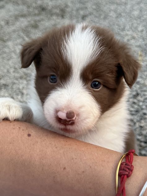 Selezionati Border Collie con pedigree - Foto 6