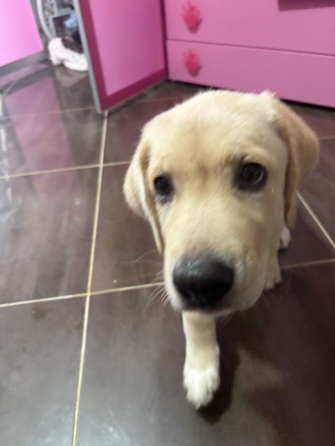 Cucciola Labrador