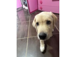 Cucciola Labrador