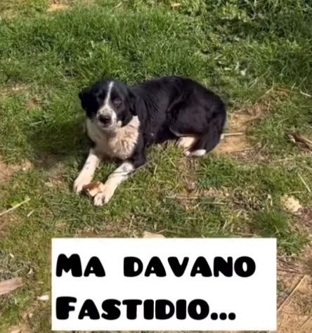 LARA E XENA incrocio border collie, giovani cagnoline in adozione di coppia. - Foto 9