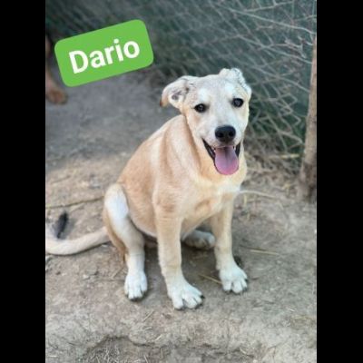 OBELIX, LEON, DARIO, ASTERIX, HEIDY CUCCIOLI IN ADOZIONE - Foto 4