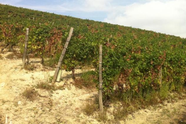 Azienda a MOSCATO - Vicinanze Alba - Foto 4