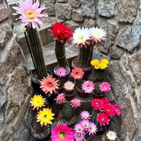Piante grasse dai fiori spettacolari - Foto 4