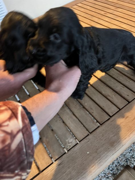 Cocker Spaniel - Foto 5