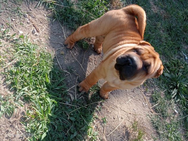 Shar Pei (cuccioli di SharPei) - Foto 10