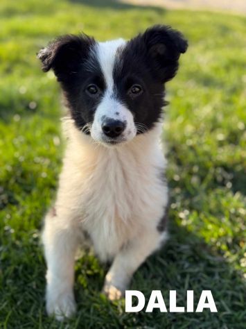 DALIA, cucciola spaventata! MIX BORDER COLLIE. - Foto 2