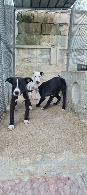 Cuccioli Amstaff 250 a Lecce in Puglia - Foto 8