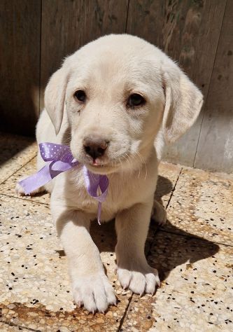 ADOTTIAMO LILLYBETH! - Foto 6