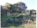 Terreno in vendita a Casignana - Rif. 4552907