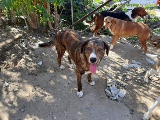 DOLCI CAGNOLINI TAGLIA MEDIO GRANDE IN REGALO