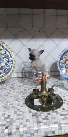 Cuccioli di chihuahua toy - Foto 2