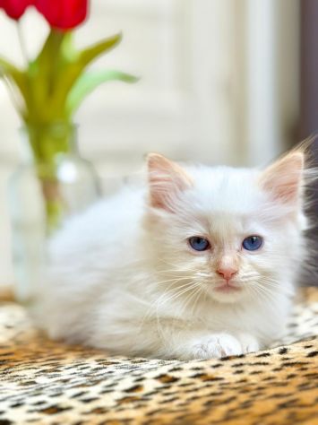 cucciolo di ragdoll - Foto 3