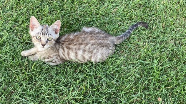 GATTI ADULTI E GATTINI PICCOLI - Foto 6