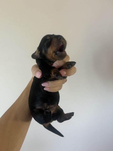 Cucciolo bassotto tedesco nano - Foto 3