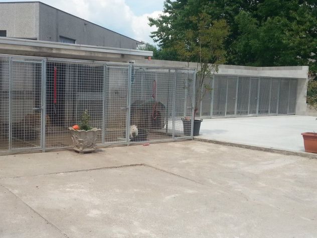 Pensione per cani - Foto 5