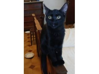 Moka gattina