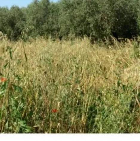Immobile in asta di 5649 m² in vendita a Fonni - Foto 6