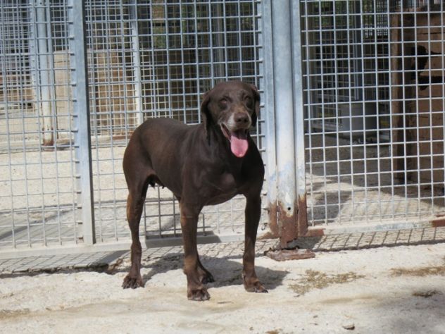 NIGERIA, tenera cagnolina - Foto 2