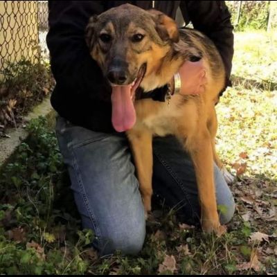 ERCOLE DIMENTICATO TRA I TANTI,  CANE IN ADOZIONE - Foto 3