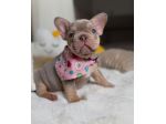BULLDOG FRANCESE CUCCIOLI BLU TAN disponibili - pag agevolato