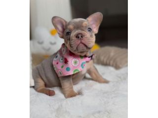 BULLDOG FRANCESE CUCCIOLI BLU TAN disponibili - pag agevolato