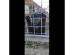 AARON coccolone e amorevole cane in adozione