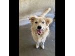RUNNER un tesoro speciale, cerca casa CANE IN ADOZIONE
