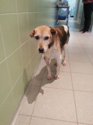 BOBBY, adozione del cuore - Foto 2