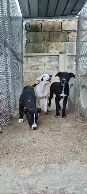 Cuccioli Amstaff 250 a Lecce in Puglia - Foto 2