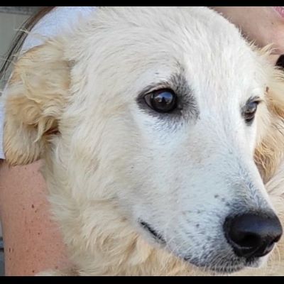 DUCCIO GIOVANE CAGNOLINO IN ADOZIONE