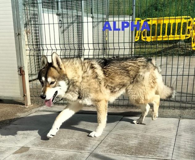 SKY e ALPHA meravigliosi husky - Foto 4