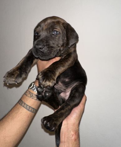 🐾Cuccioli di cane corso in cerca di una famiglia 🐾 - Foto 7