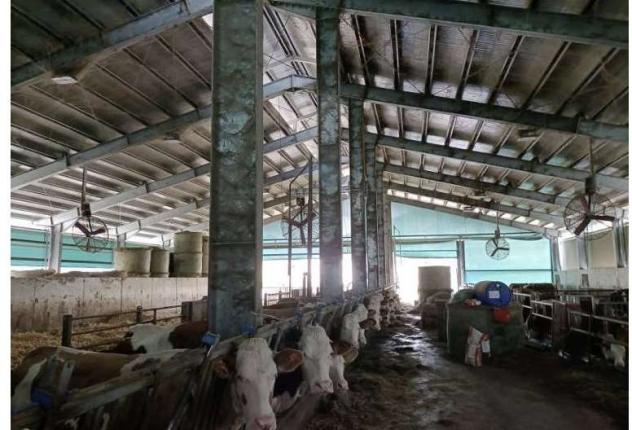 484/2024 U BS - fabbricato per l'allevamento di bovini - Foto 4