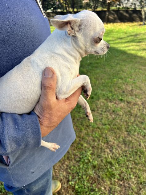 Chihuahua Femminuccia Bianca