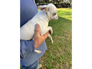 Chihuahua Femminuccia Bianca