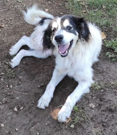 CANE IN ADOZIONE: PEGGY