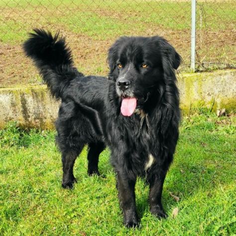 CANE IN ADOZIONE: NADAL, adorabile tenerone. - Foto 3