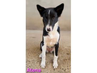 ATENA
