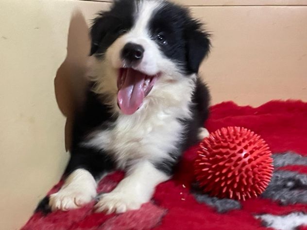 Border collie cuccioli di alta genealogia - Foto 3