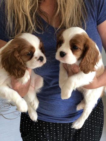 Cuccioli di Cavalier King Charles Spaniel – Eleganti e Tenerissimi! - Foto 3