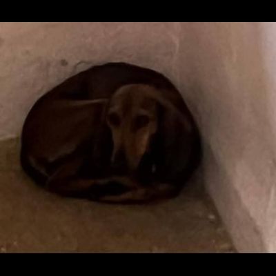 ZARA LA DOLCEZZA INFINITA, CAGNOLINA IN ADOZIONE - Foto 2