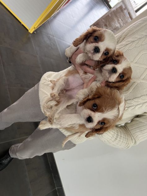 Cavalier King - Foto 2