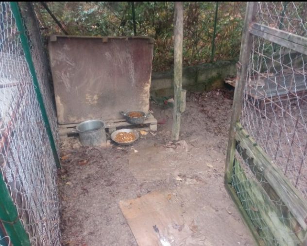 Maremmano  4anni ama stare all aperto,chi ha posto x lui? CALABRIA - Foto 3