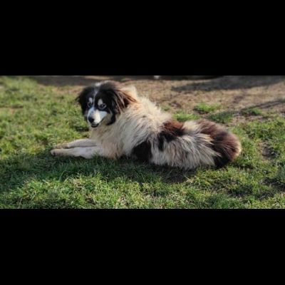 PEGGY CAGNOLINA IN ADOZIONE - Foto 4