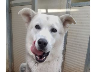 Oscar bellissimo mix husky in adozione