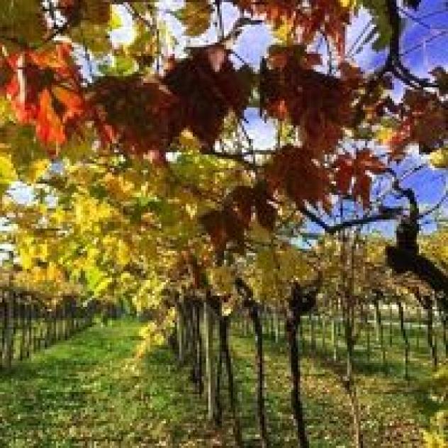 Agricampeggio Terra e Sogni - Foto 2